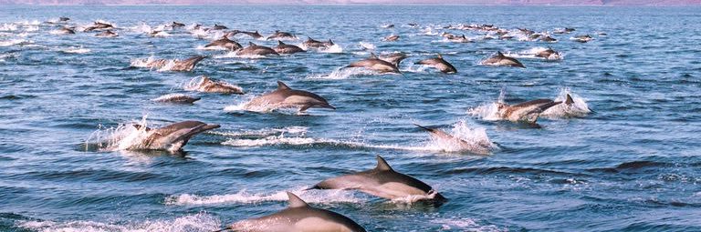 CLEANFISH 🌻 banner