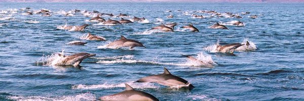 CLEANFISH Profile Banner