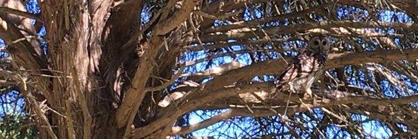 creaturesat2am Profile Banner