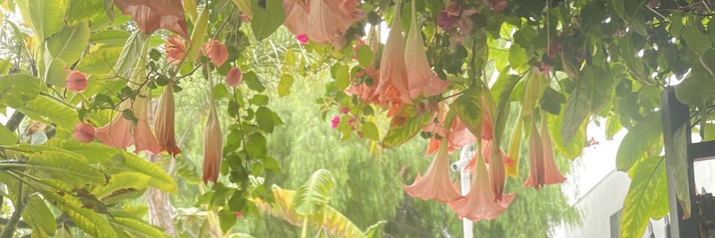 ✾𝚉𝚊𝙼𝚞𝚖✾'s banner