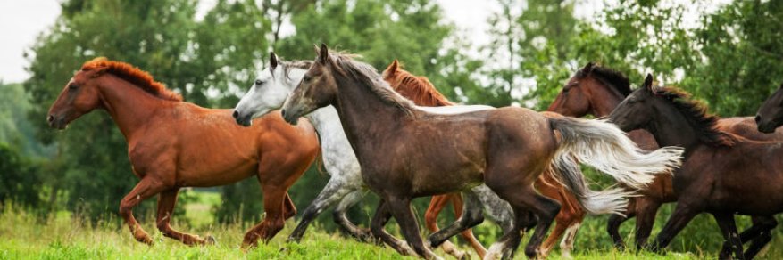 PurΞLovΞ ❤ banner