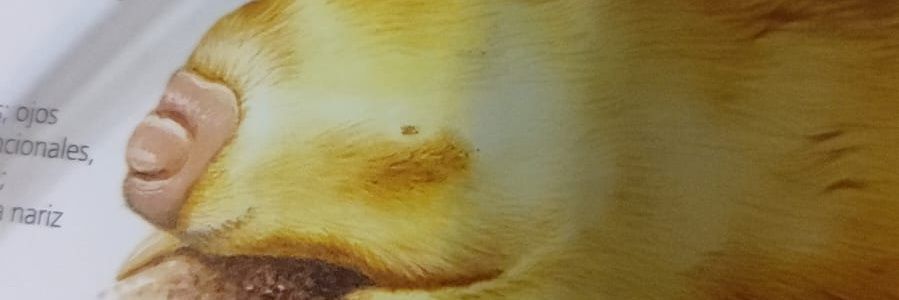 Si soy David y que? banner