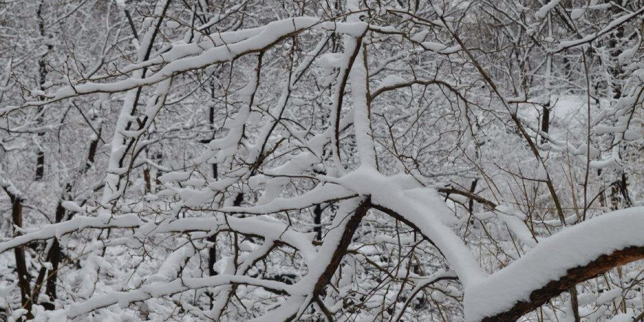 jimeiezzi's profile banner image