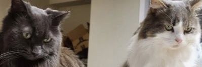 resigirl0's profile banner image
