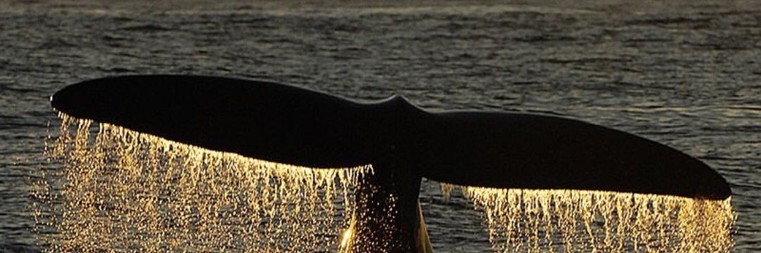 korysilva's profile banner image