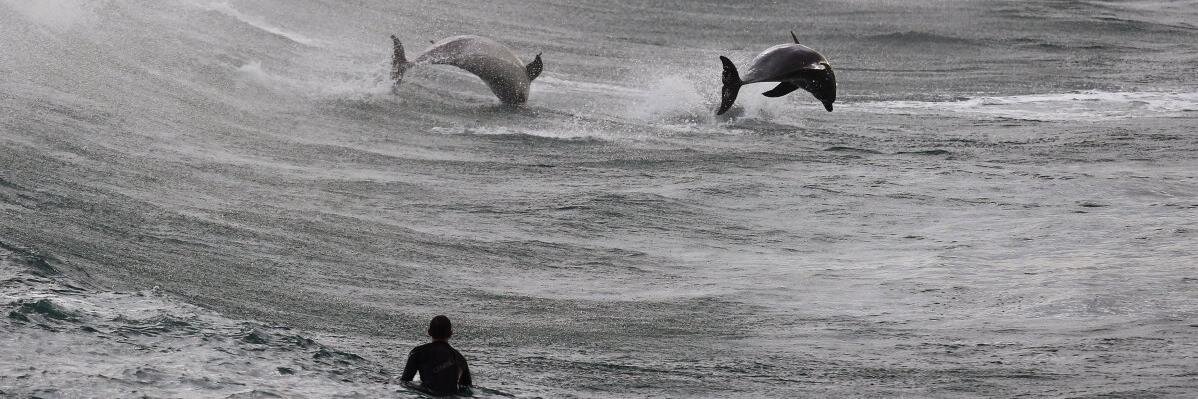 Rodrigo Silva banner