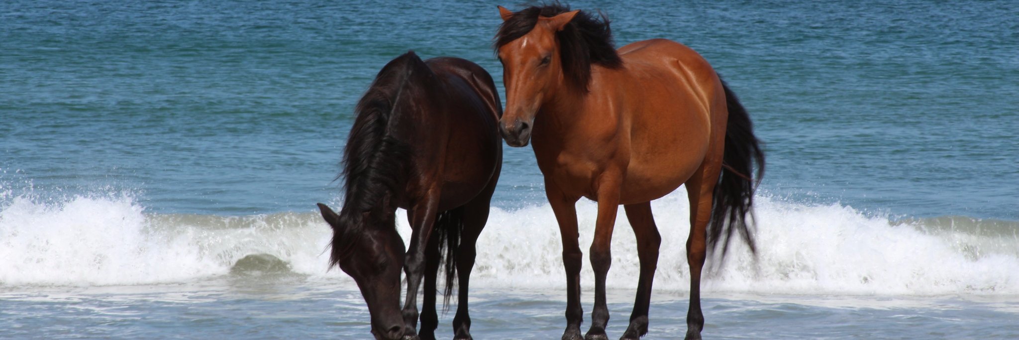 Brenda Cassidy banner