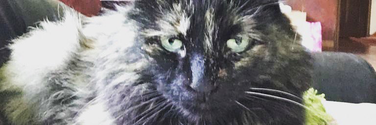 SinisterInfant's profile banner image