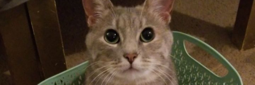 CodyGuy90's profile banner image