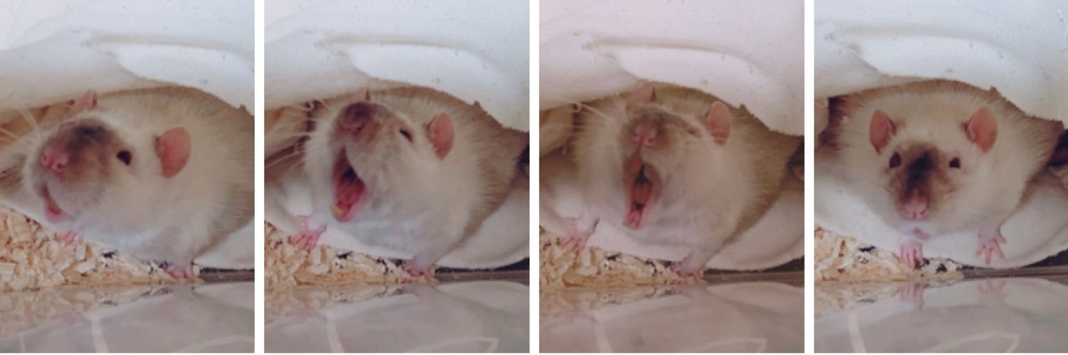 おつる🐁🤍's banner