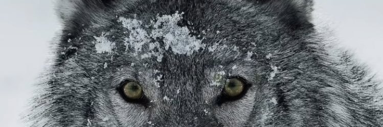 salhardc's profile banner image