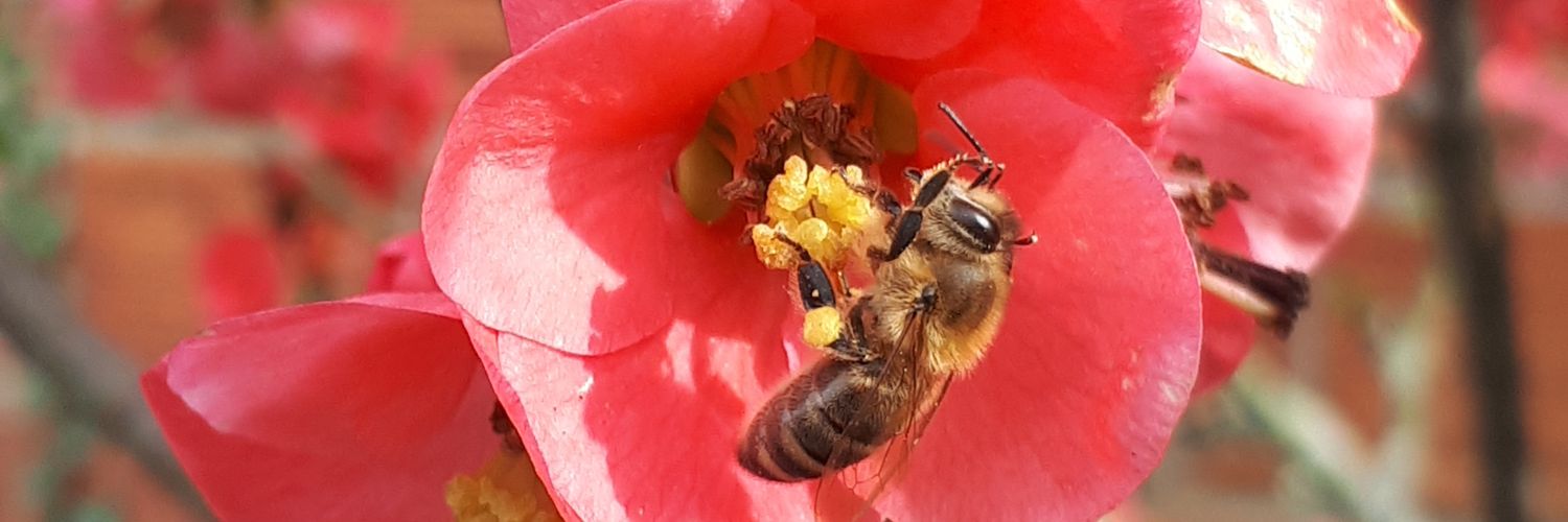 PBE 🦔🌳🐤🐾 banner