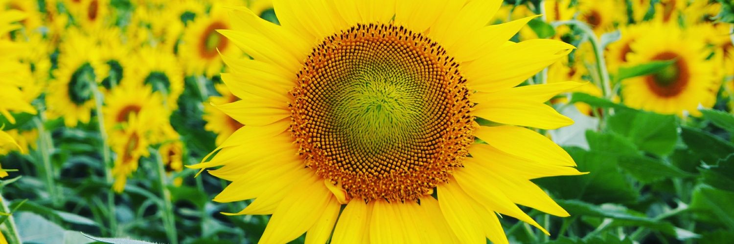 intrigue49's profile banner image