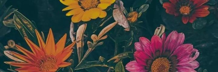 AnitaCapaldi's profile banner image