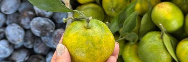 cookie_linzer Profile Banner