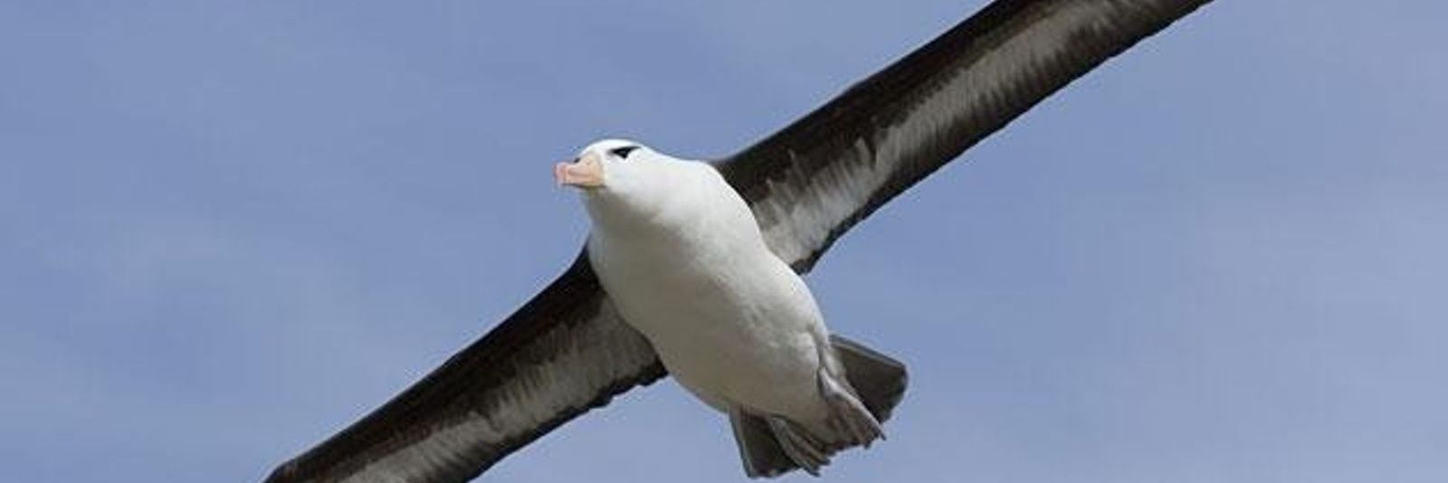 AlbatrosZV's profile banner image