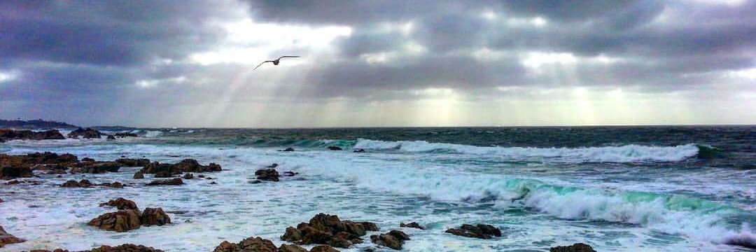 American Gram banner