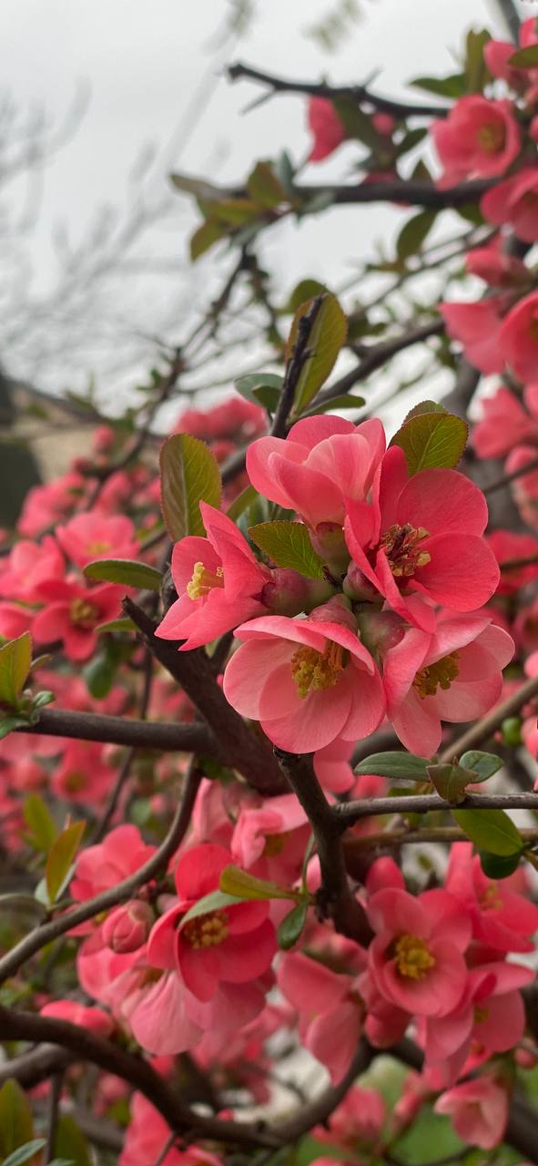 Кіт'ня 🇺🇦🏳️‍⚧️ banner