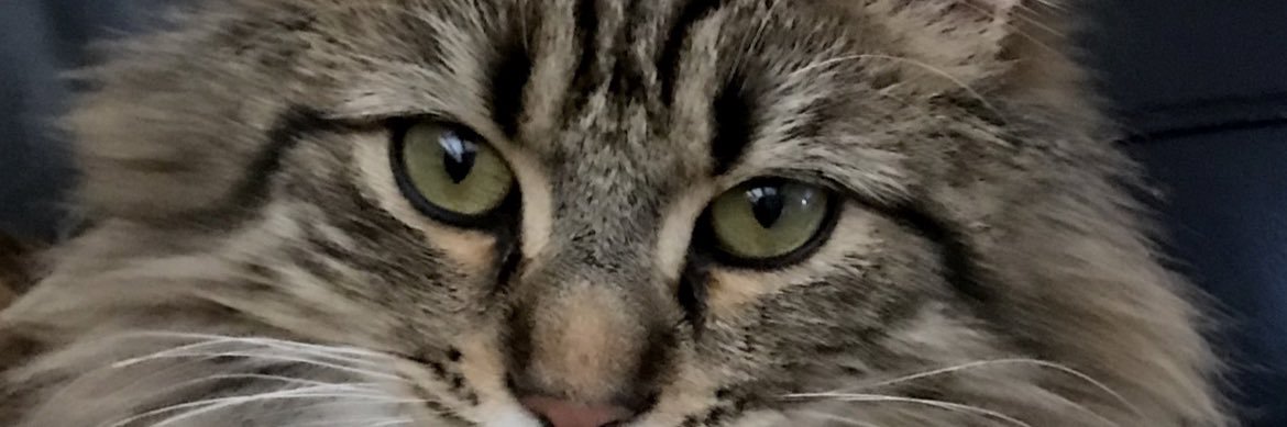 NYBabs55's profile banner image
