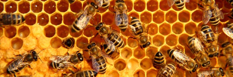 howthebee's profile banner image