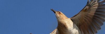 Potro Libertario banner
