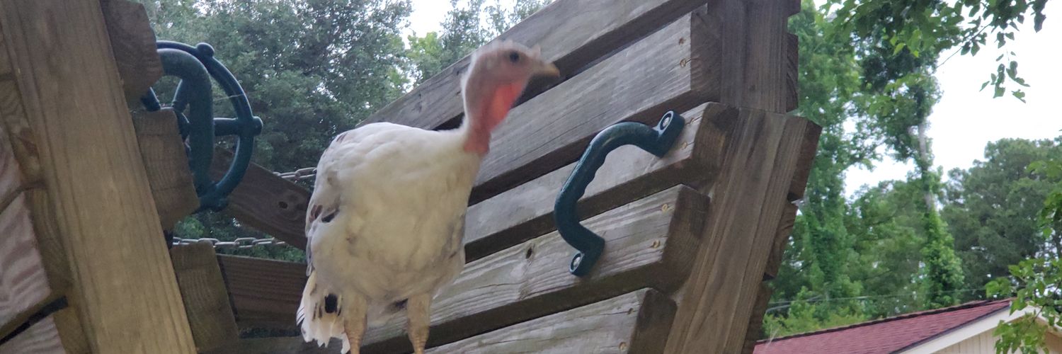 feathersandfluf's profile banner image