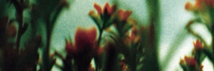 moss ✧˖°. ☾ banner