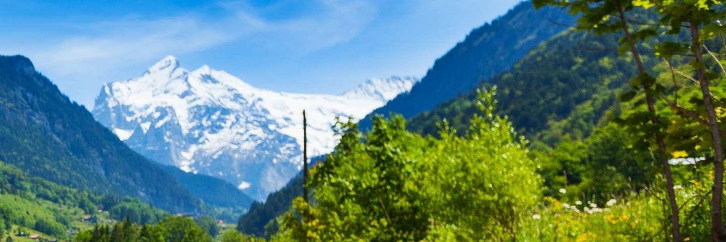MalvaZF's profile banner image
