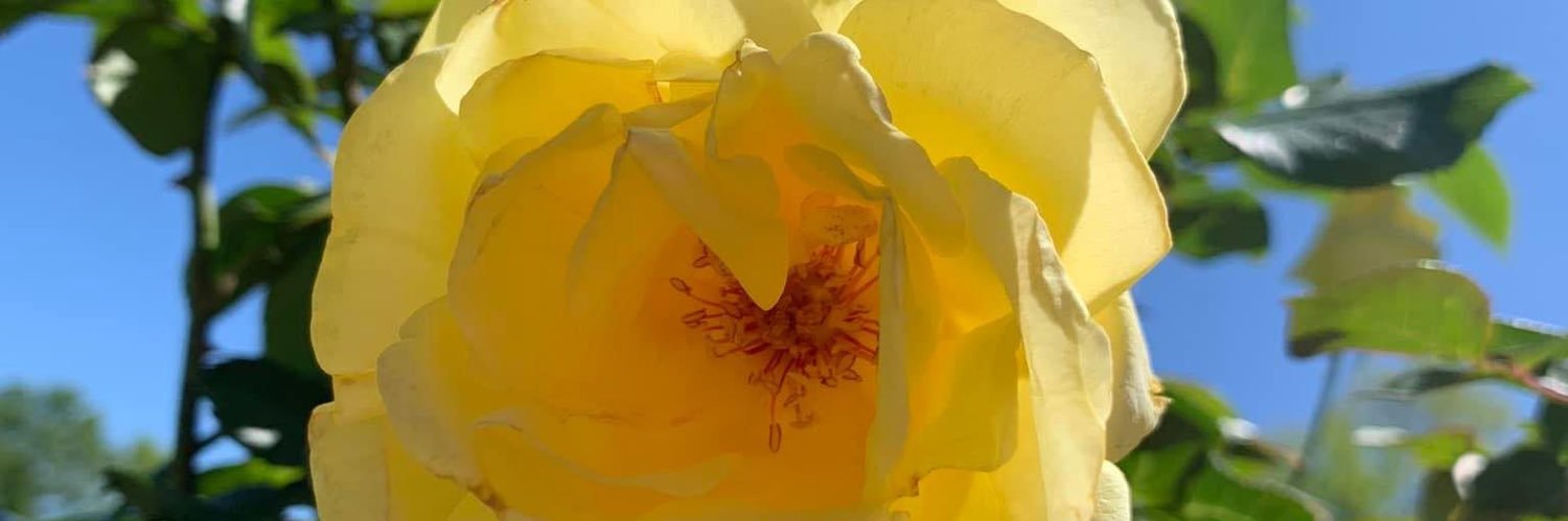 queenbee88810's profile banner image