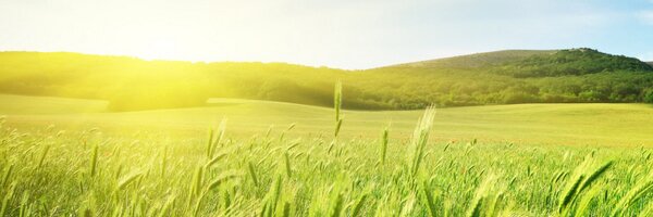 anhusa Profile Banner