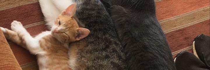 FrancoLang's profile banner image