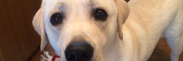 kenchanblues Profile Banner