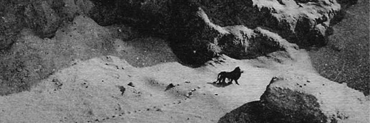 علي الديهي banner