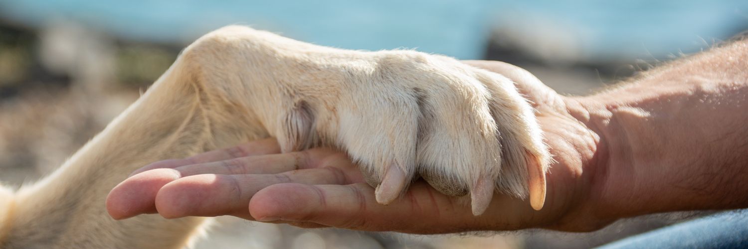 Connected2dogs's profile banner image