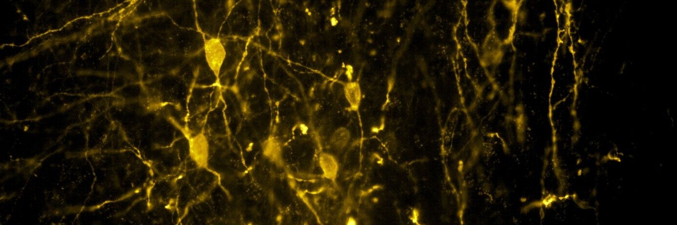 Encarni Torres banner