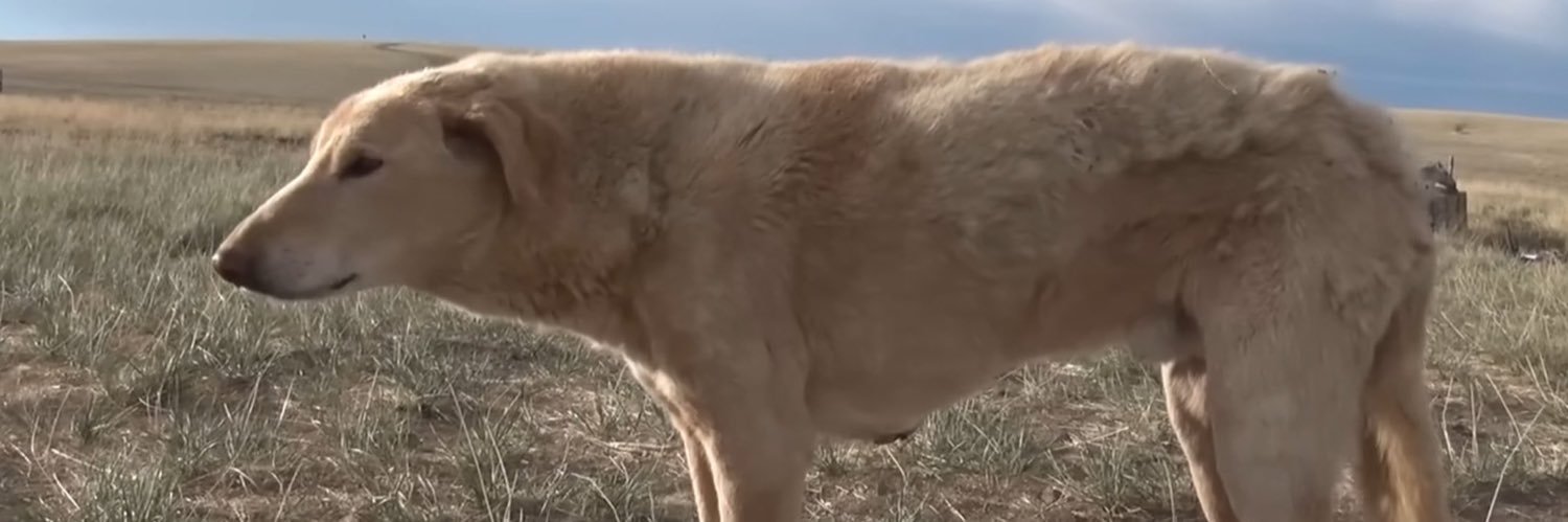 EmperorHusky2nd's profile banner image