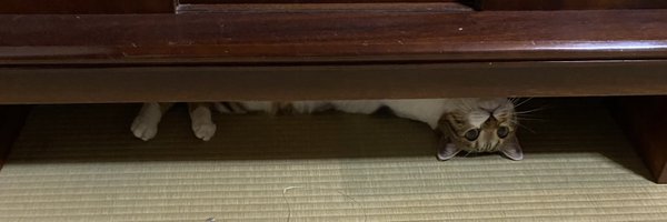 sumikkohanuma04 Profile Banner