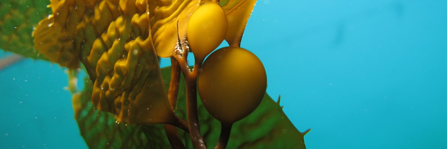 Núcleo Milenio MASH banner