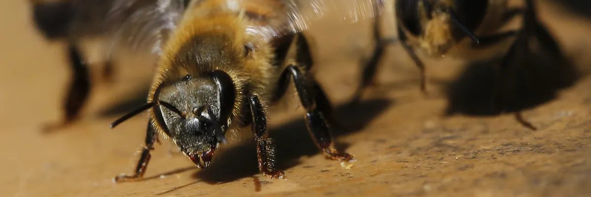 BeeHolder🐝🤲's banner