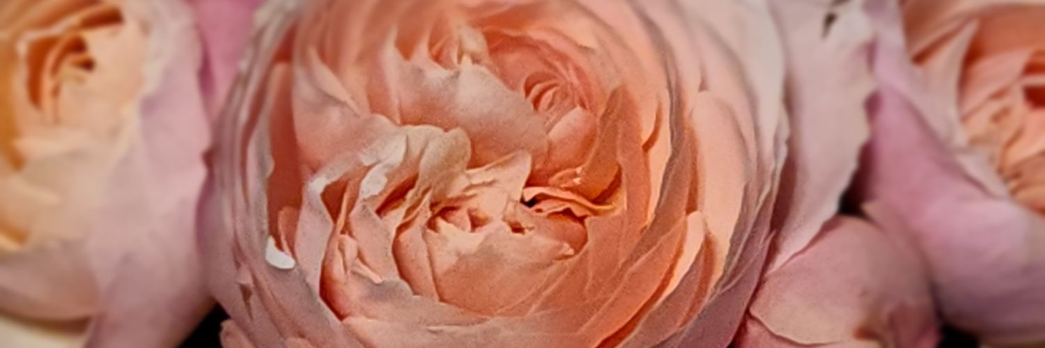 monicabutler77's profile banner image