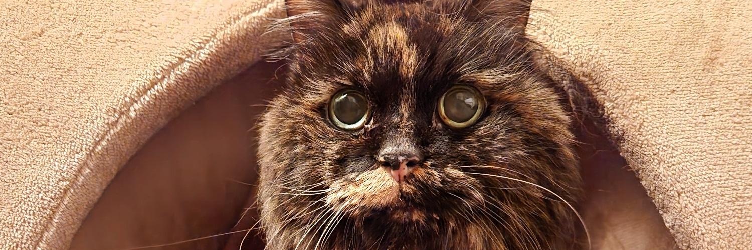 Crypto_Spartan banner