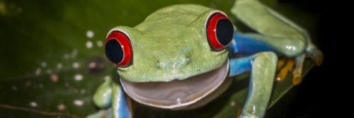 J35Ú5 🇪🇸 LG 🇪🇸 🇯🇵 🇺🇸👍💚🐾🍃🌍🔬 banner