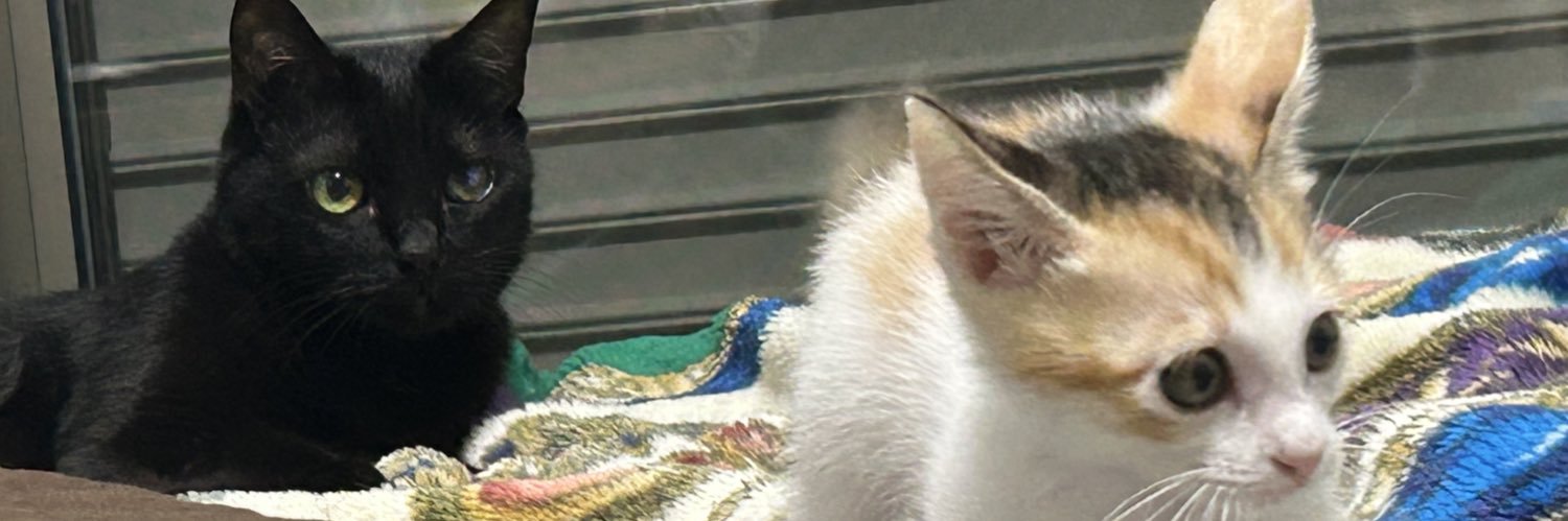 bono433's profile banner image