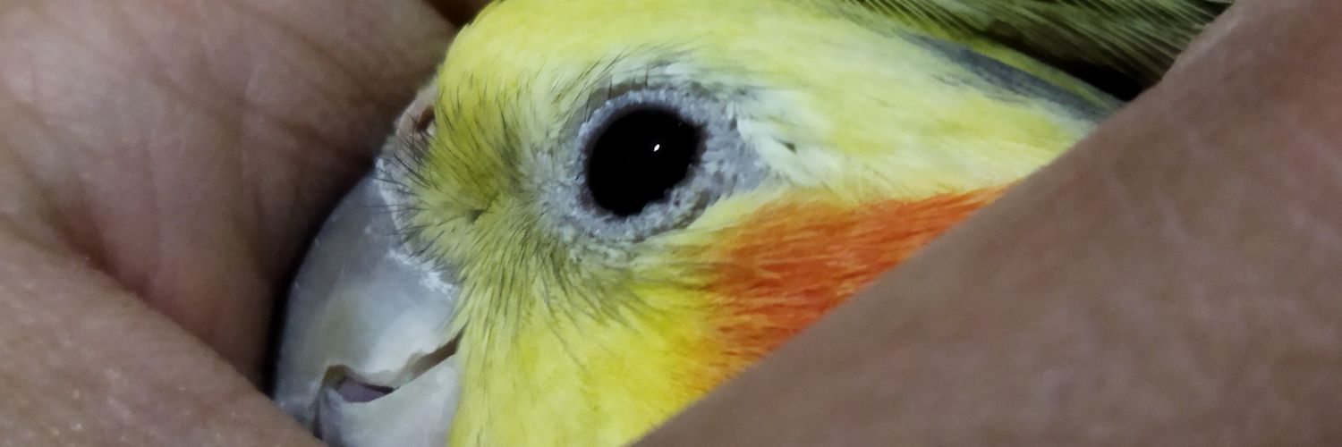 سعید ♛ banner