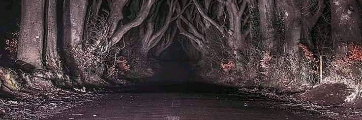 Old Musty Fiddle banner