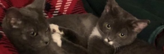 GanglionTwitch banner
