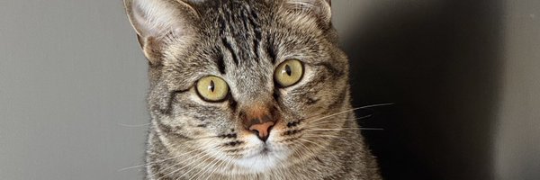 nat_abooble Profile Banner