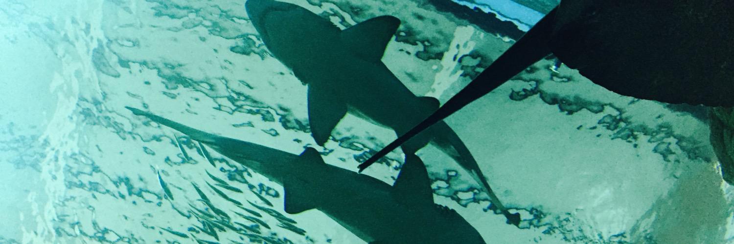 csevgut's profile banner image