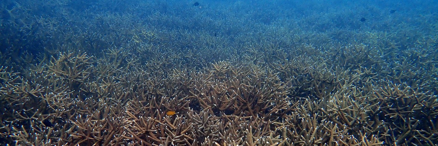 Coralku banner