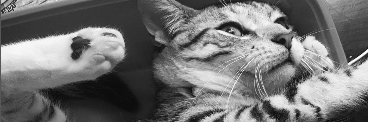 The Grey Tabby banner